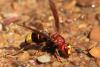 Vespa orientalis